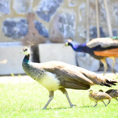 Gasthof Pine Club Apart 4*